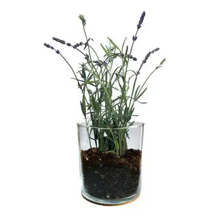 Unwind Lavender Gift Set – Grow Kit, Candle & Shower Steamer Thimbleberry House