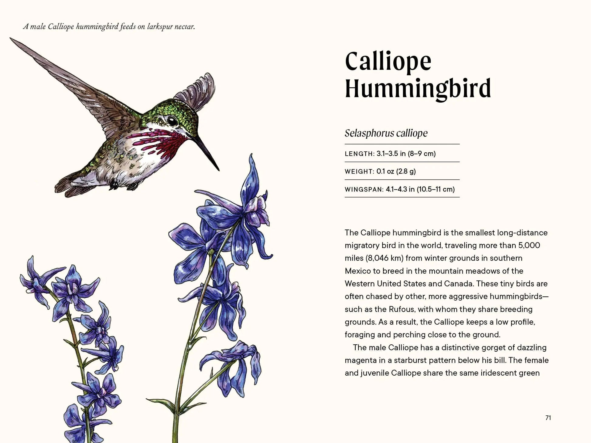 Hummingbird Gift Set Thimbleberry House