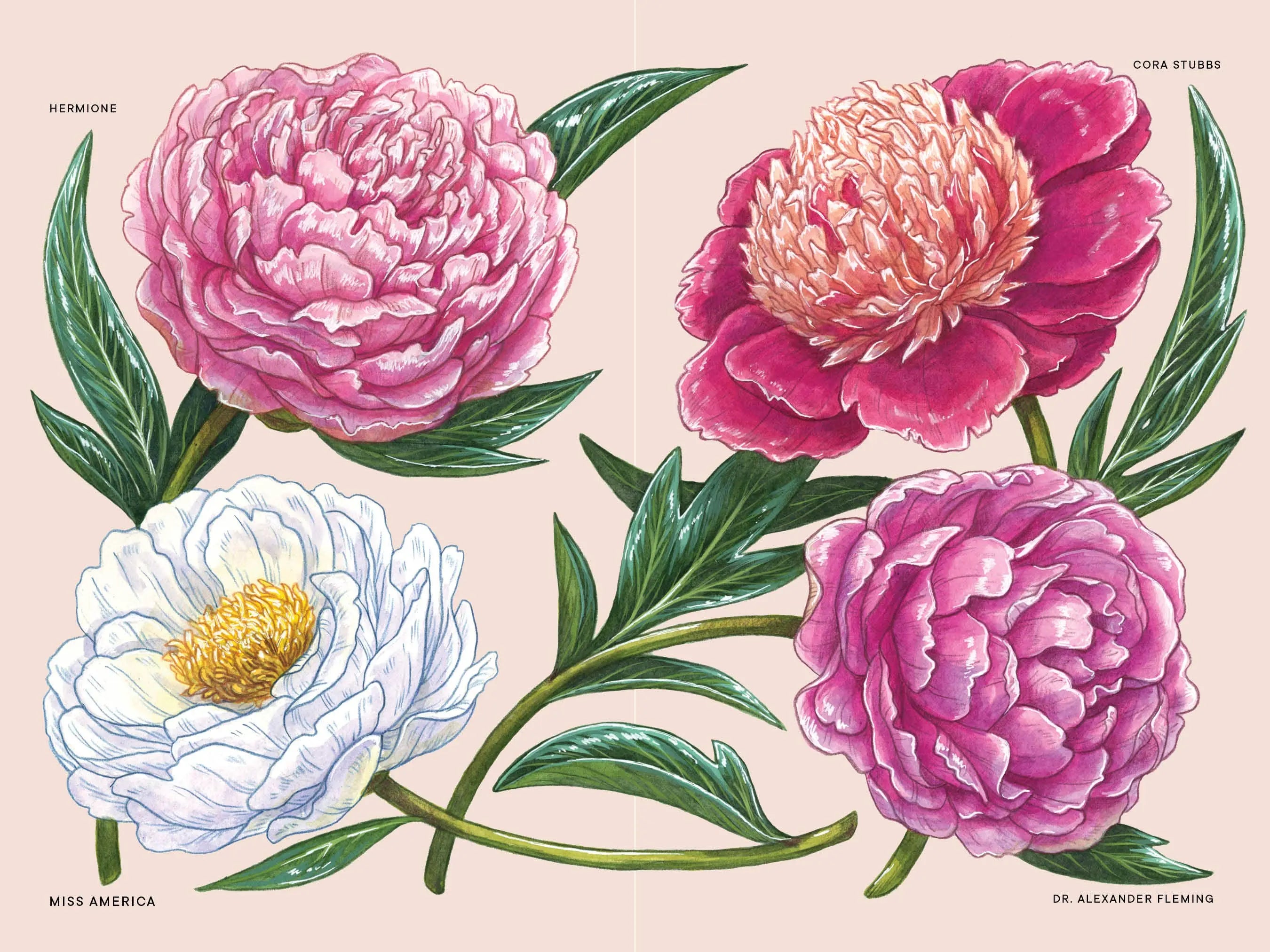 A Little Book of Flowers: Peonies Paige Tate & Co.