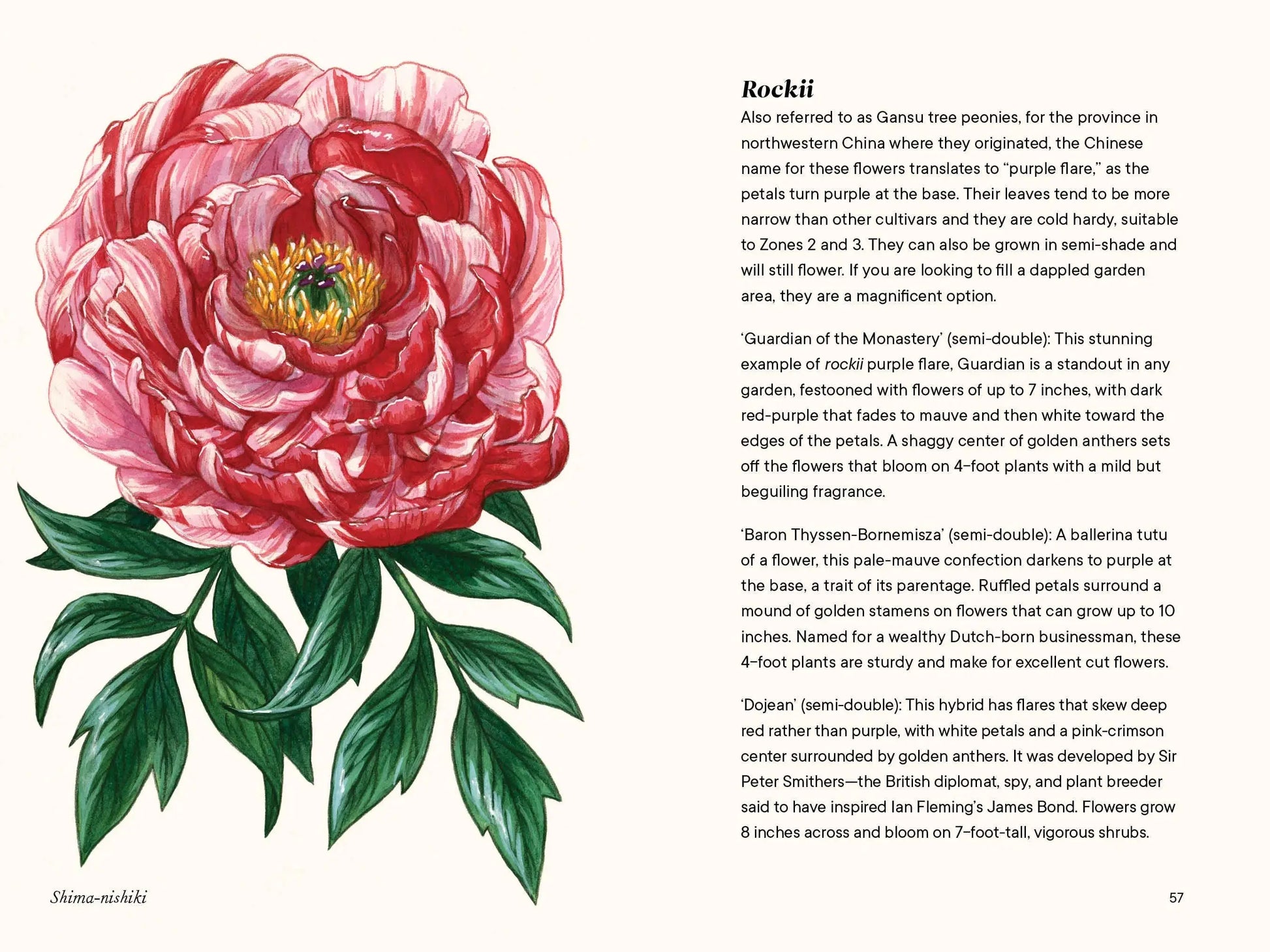 Peony Gift Set Thimbleberry House