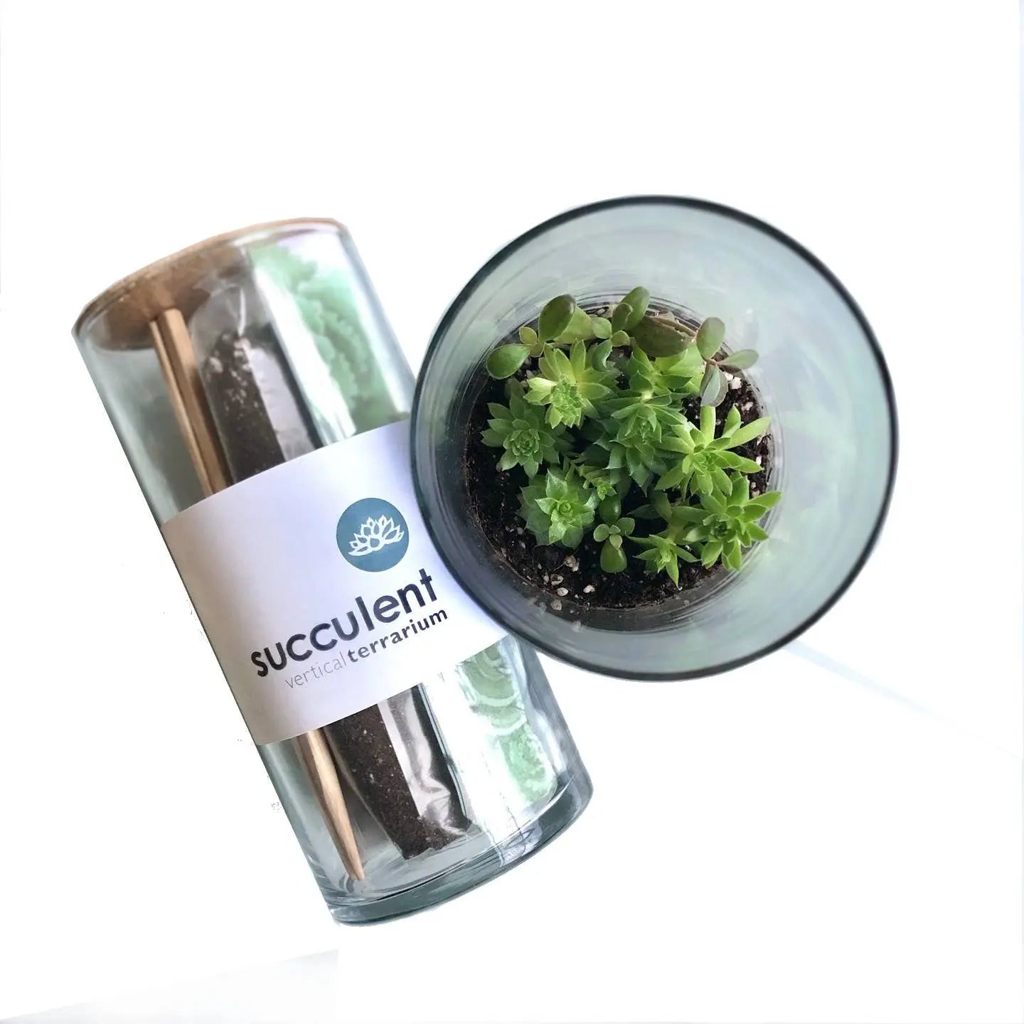 Succulent Terrarium Kit Potting Shed Creations, Ltd.